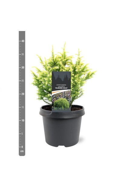 Саджанець криптомерії Вілморін Голд